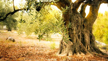 An ancient olive tree