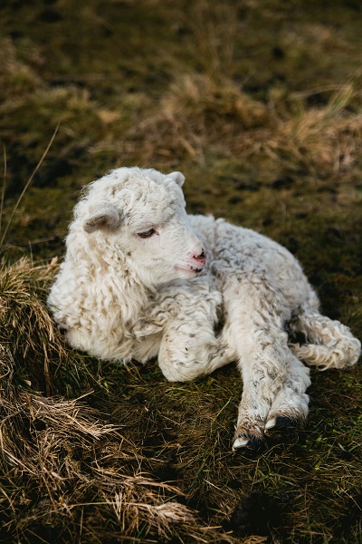 Photo of a lamb