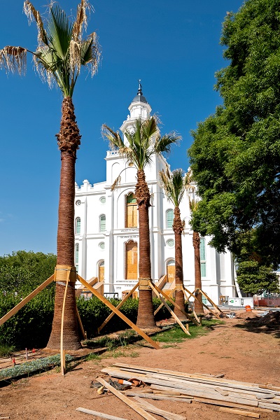 palm trees outside the st. george temple