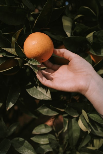 photo of a hand reaching for an orange