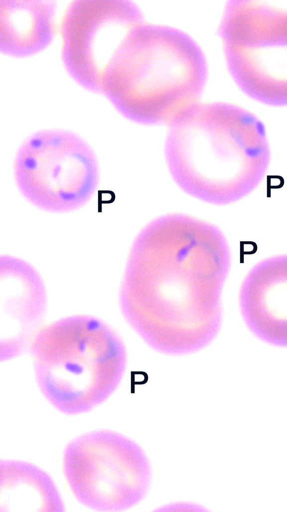 Mosquito-borne malaria parasites