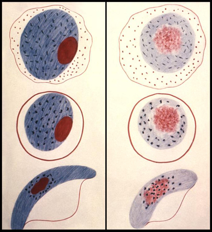 Mosquito-borne malaria parasites