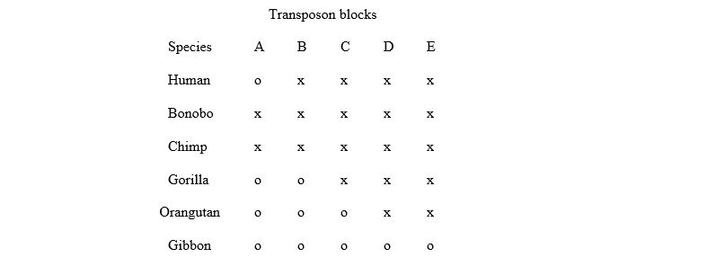Chart of Transposon blocks
