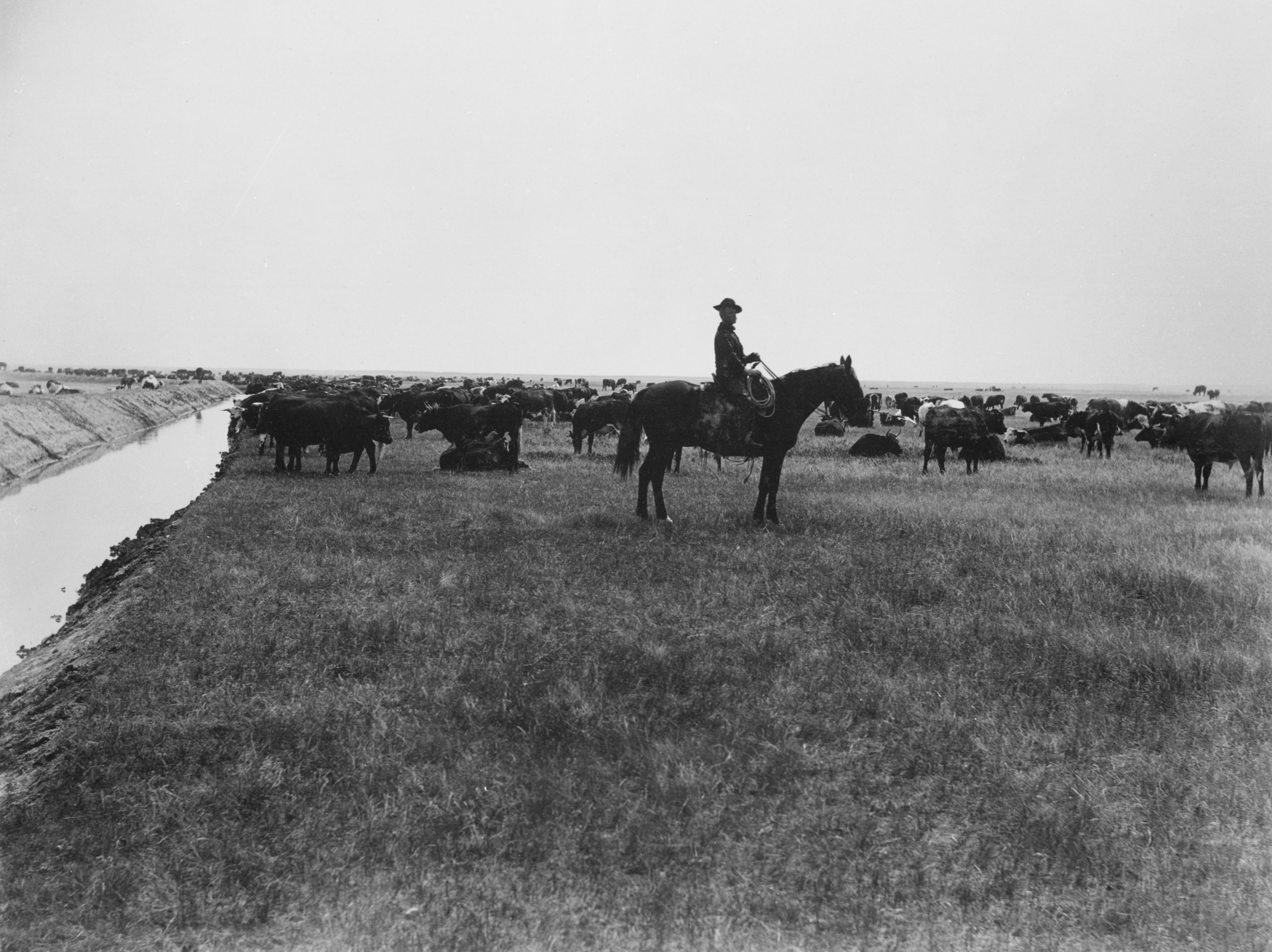 Cowboy and Cattle