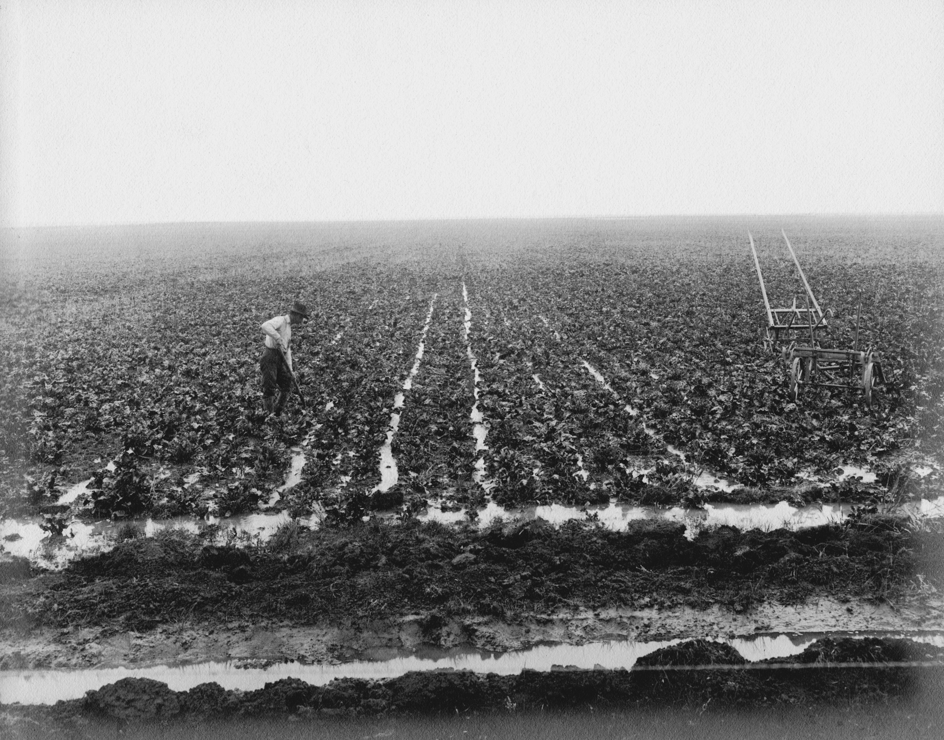 sugar beet field