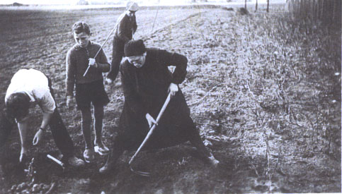 Kreuz Branch members digging for potatoes in open field