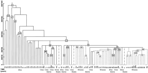 Schematic phylogeny of human mtDNA