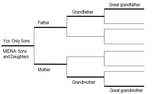 he paternal Y Chromosome (Ycs) and maternal mitochondrial DNA (mtDNA) inheritance patterns