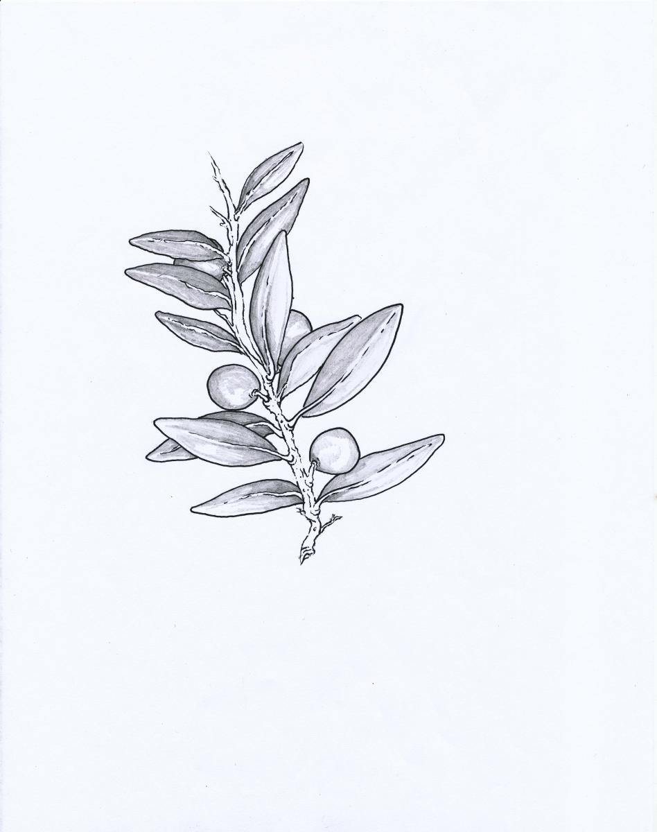 Olive Branch drawing
