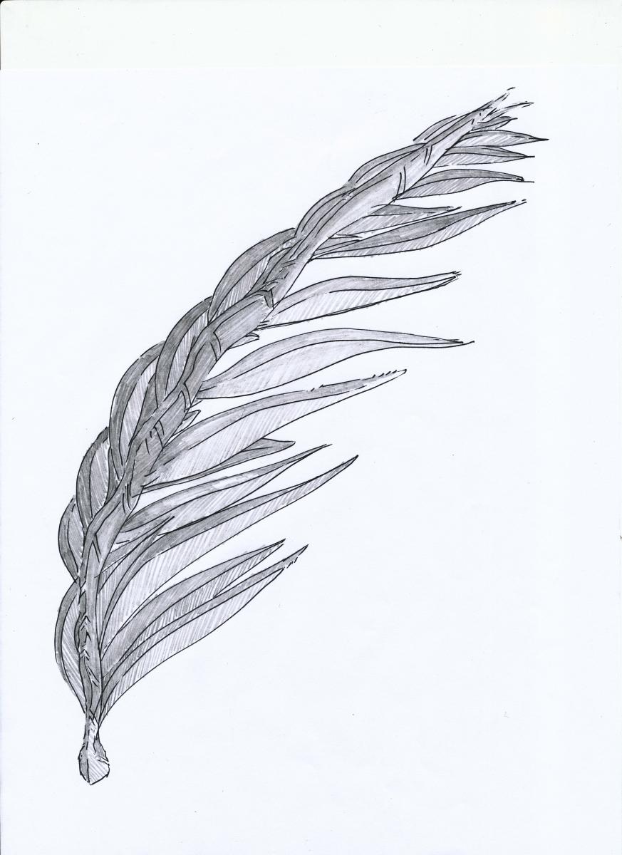Palm branch drawing