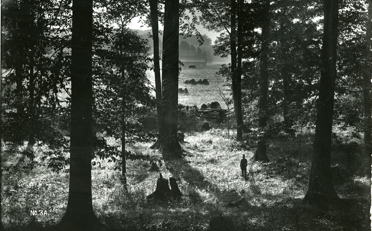 The Sacred Grove, Palmyra, New York, 1907. Anderson Collection, Church History Library.