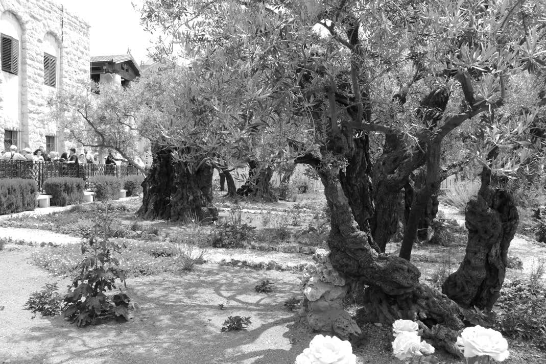 Figure 20. Olive trees in Gethsemane today.