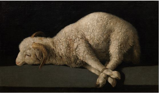 lamb