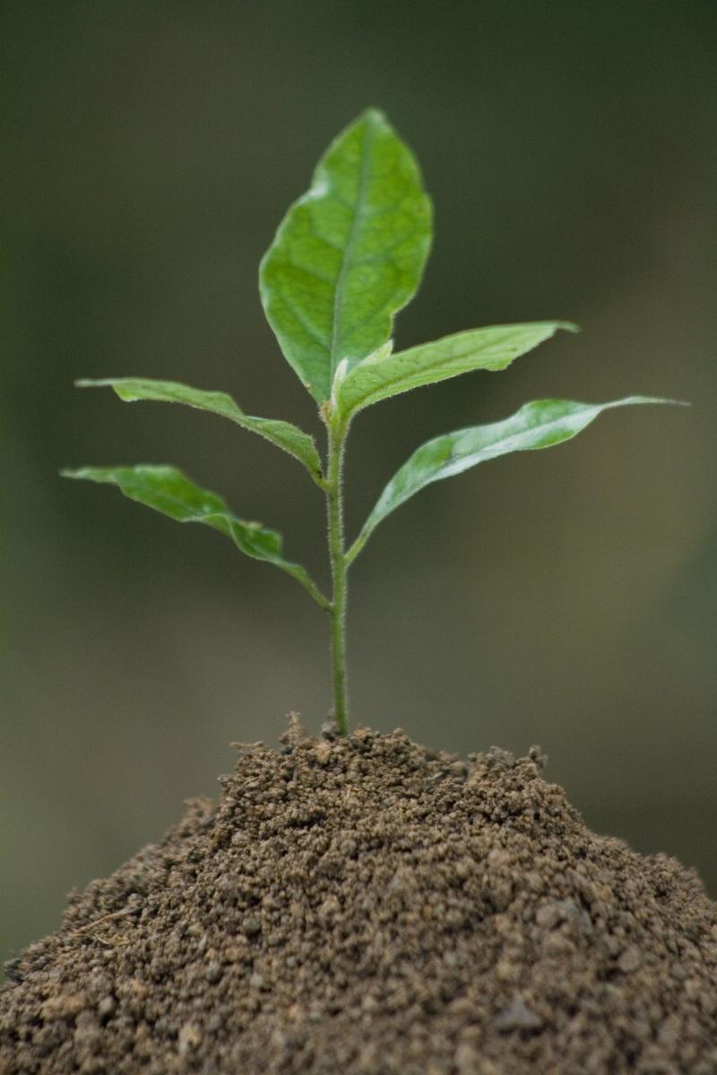A young seedling growing a small mound of soil