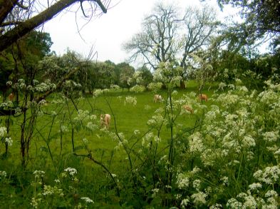 Pastoral Scene