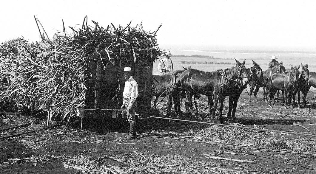 In the 1890s sugarcane was increasingly grown and harvested industrially on the Church plantation at Lāʻie. The Lāʻie Plantation’s economic success, combined with Hawaiian member donations, would allow the temple to be constructed without financial assistance from Church headquarters. Photo of sugar mill courtesy of Church History Library. Photo of sugarcane harvest courtesy of BYU–Hawaii Archives.