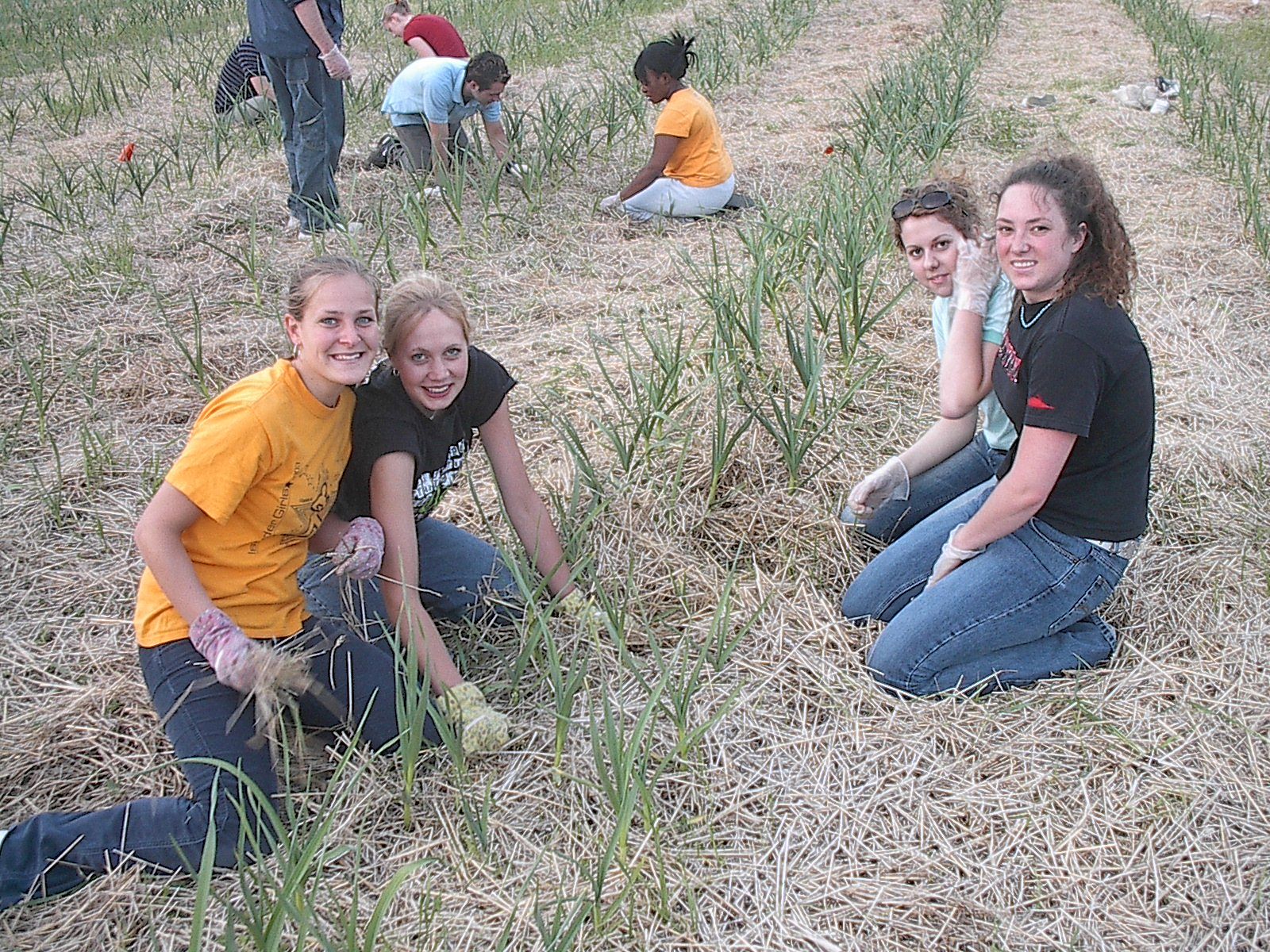 young men and young women working at a garlic farm