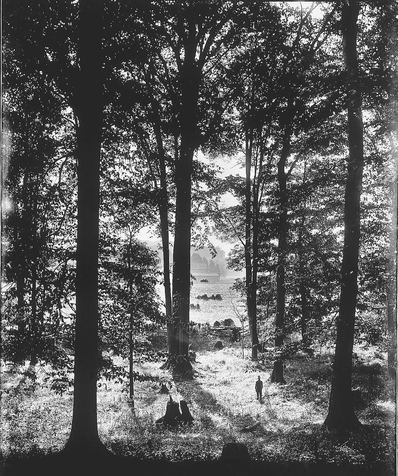 Sacred Grove, photograph by George Edward Anderson. Courtesy of Church History Library.