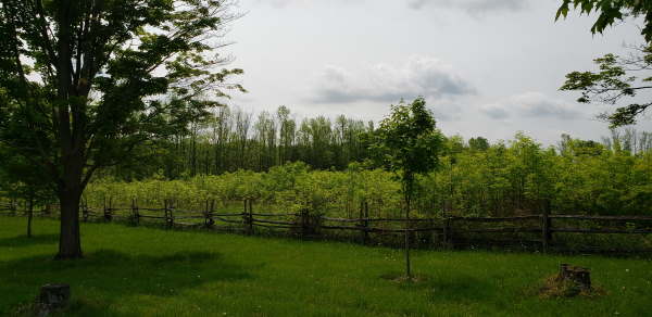 photo of the vibrant and lush area around the sacred grove