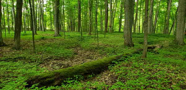 photo of the growing forest within the sacred grove