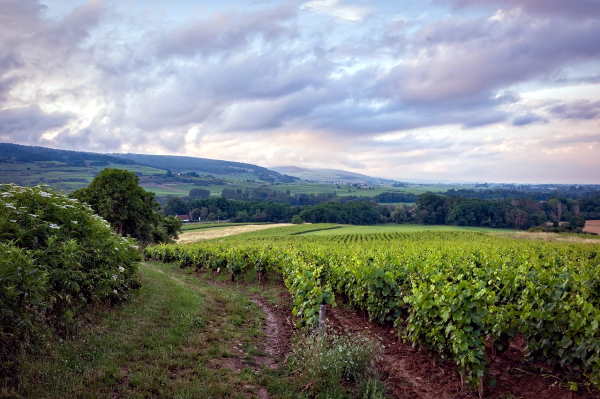 photo of a vineyard