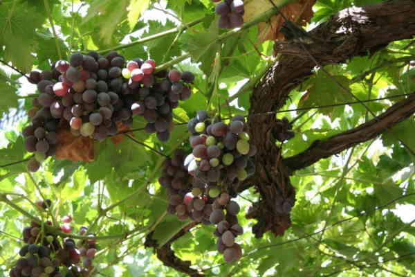 photo of grapes