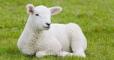 Picture of a lamb sitting on grass