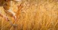 worker in a field of wheat