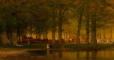 Forest at night